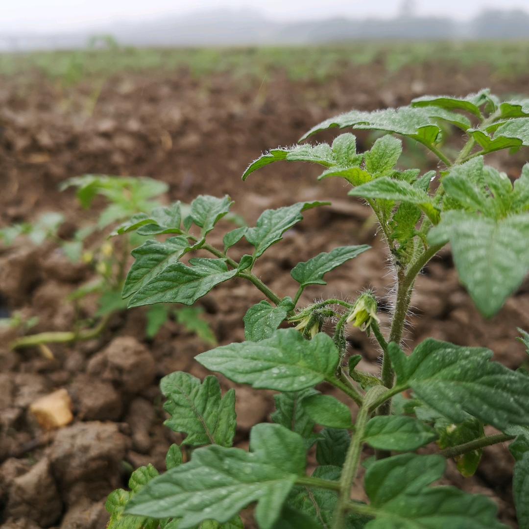 菜盒园家庭农场