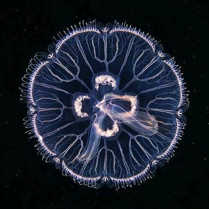 海洋生物科普 渔迟迟