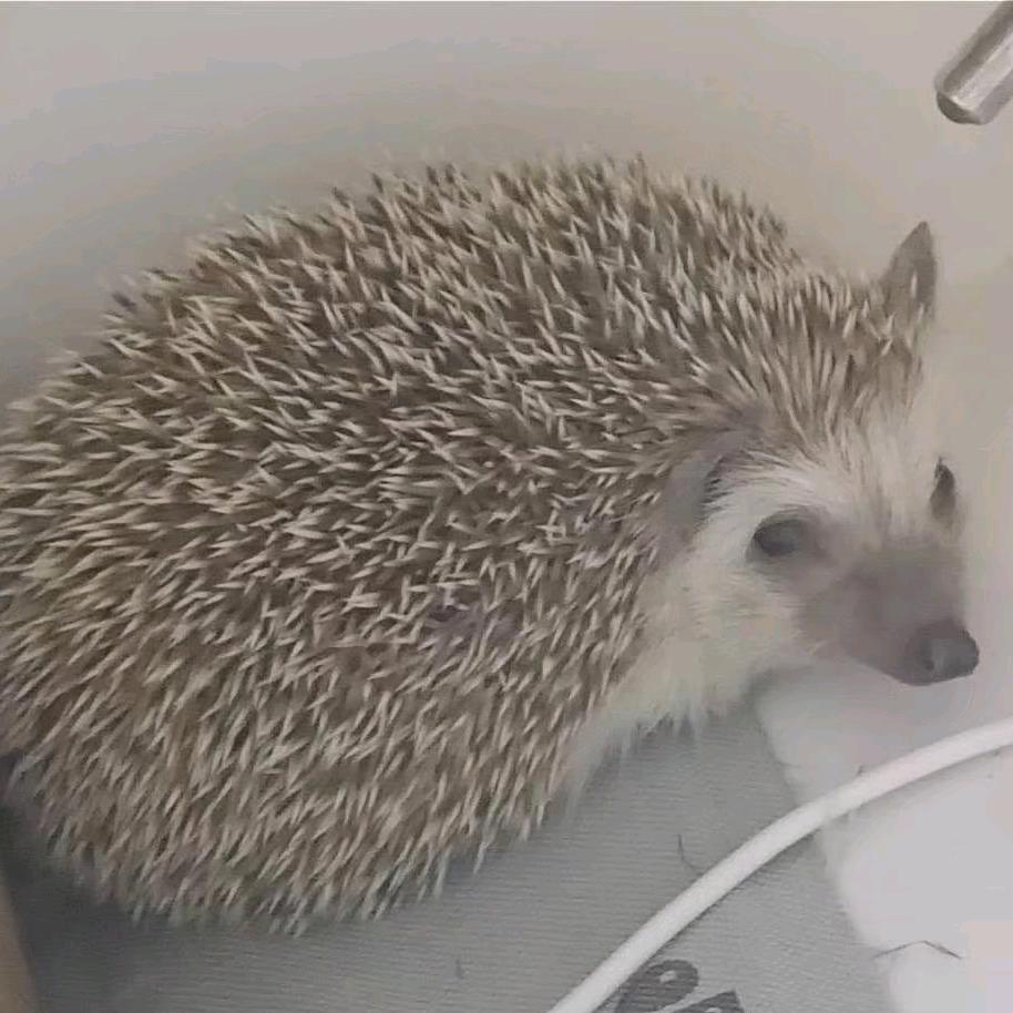 熊二~