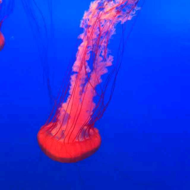 心坊