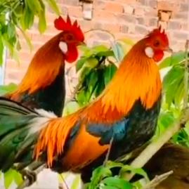 小邹，专业装修地板墙砖