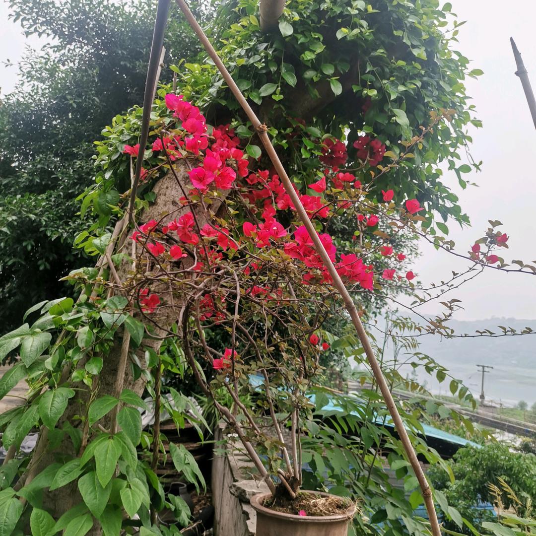 吴三姐