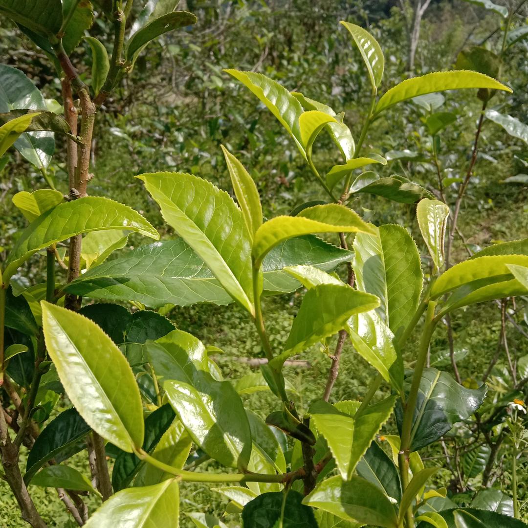 文菊