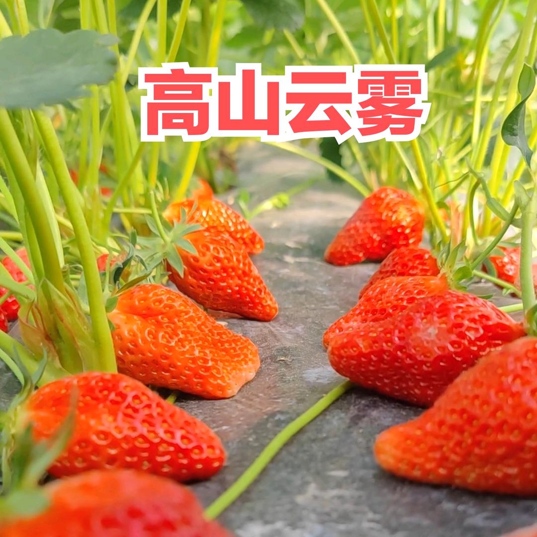 高山云雾草莓