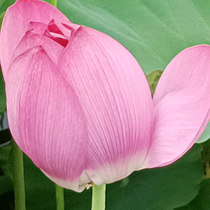 含烟