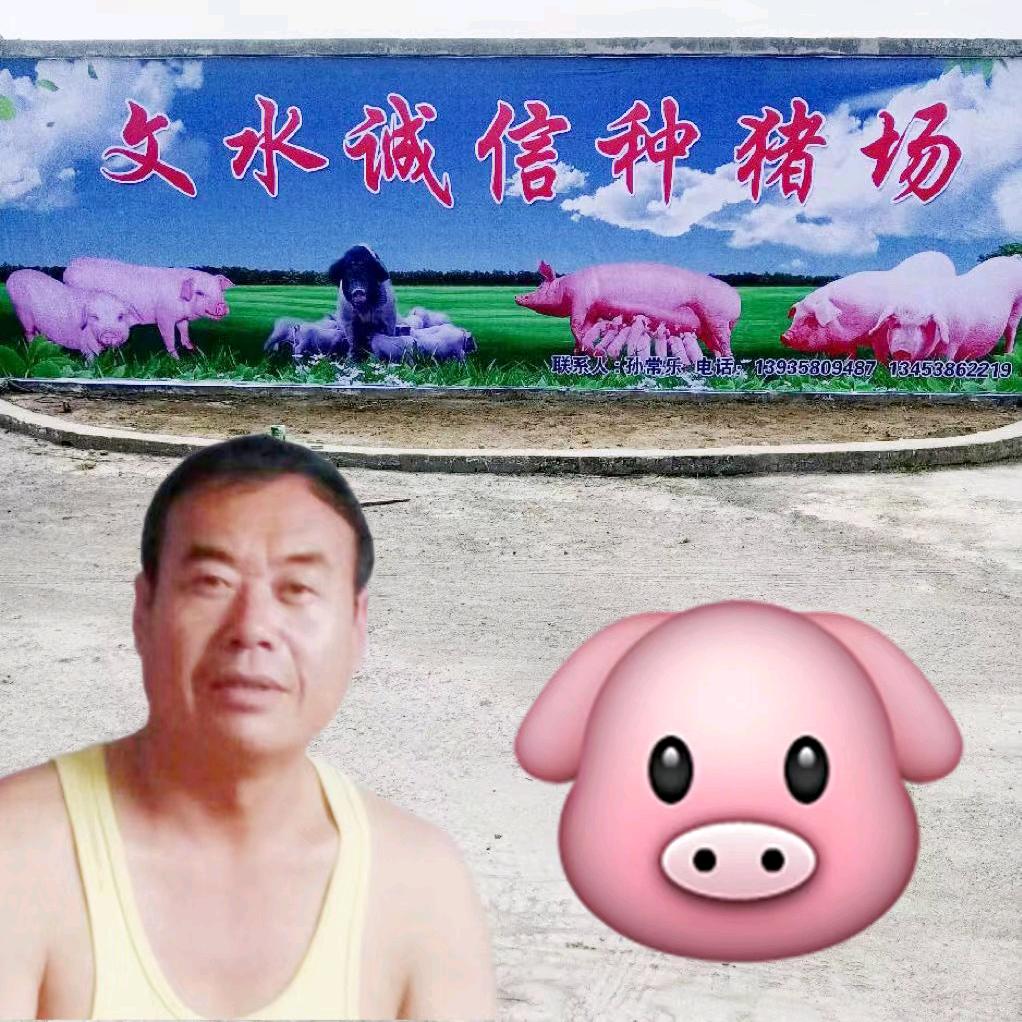 规模养猪场