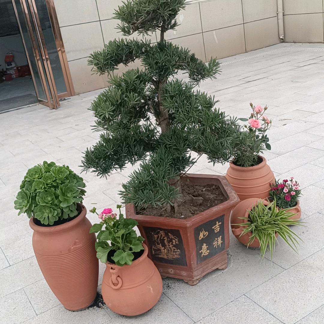 小老大叔