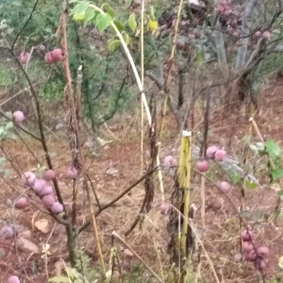 漫漫人生