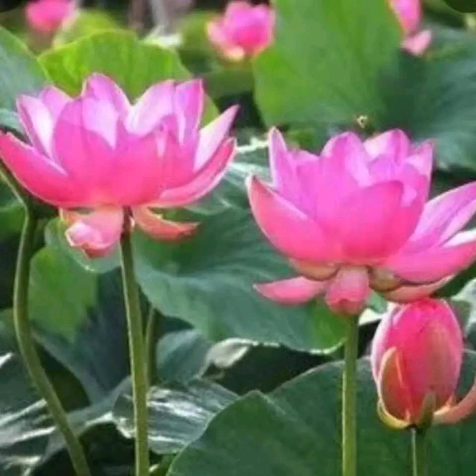 我希望你旳脑壳清醒清醒了