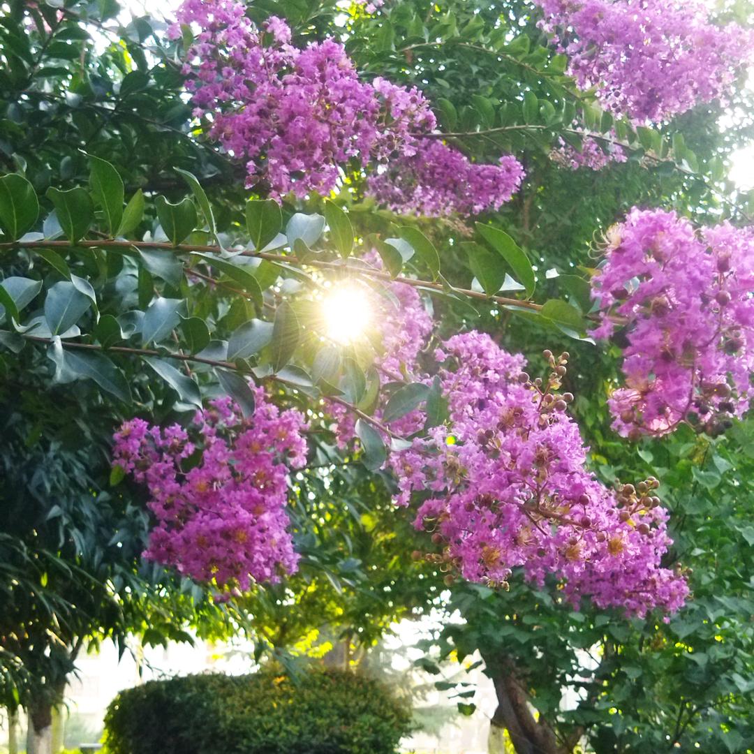 🍎幸福来敲门👏
