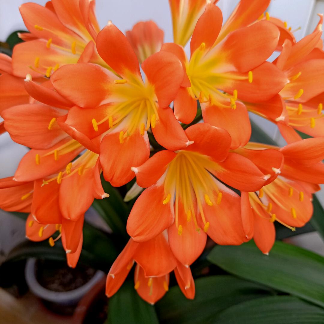 小芳