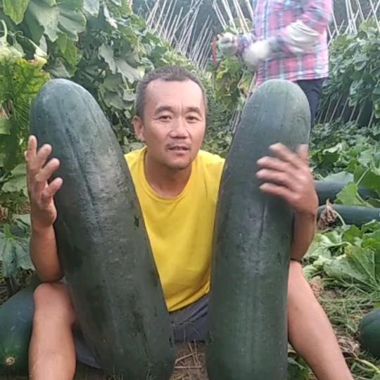 黑皮冬瓜合作社曹成