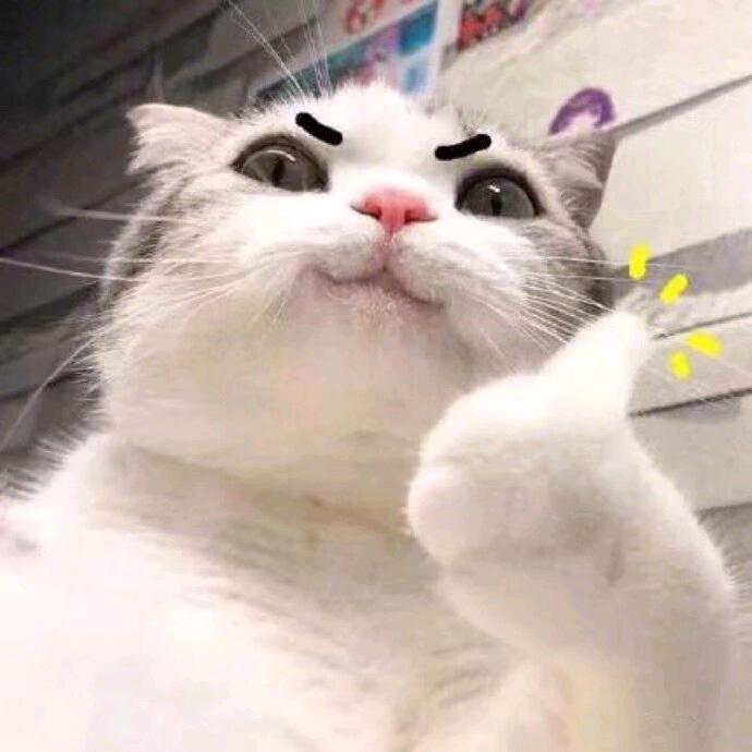 一只科技猫