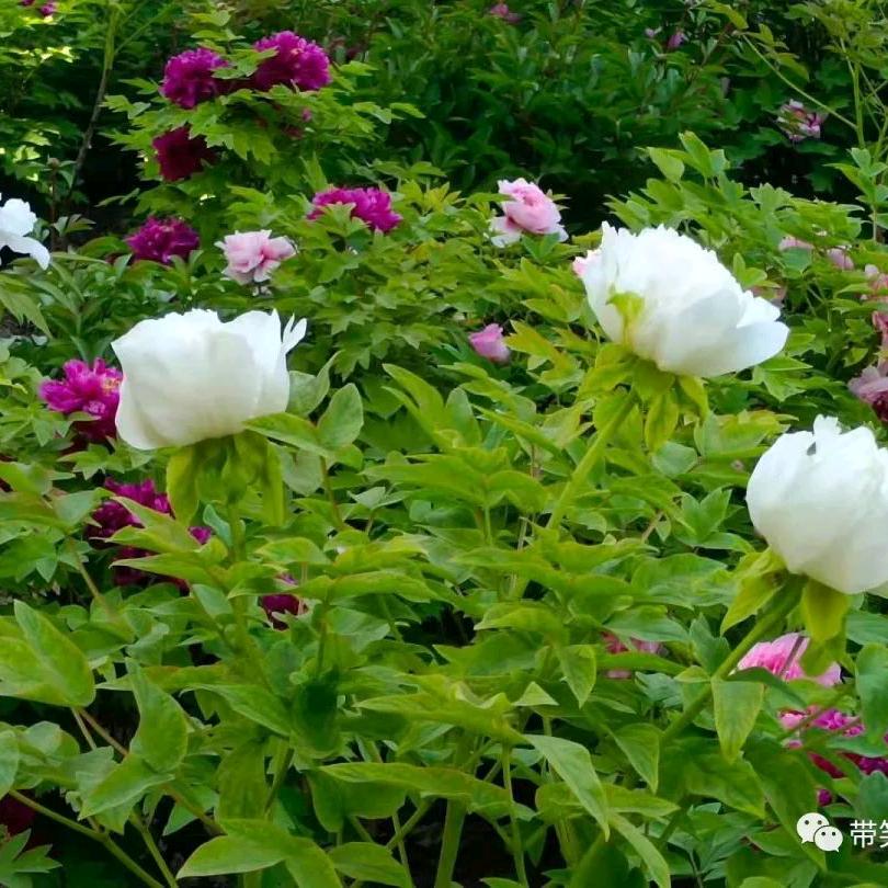 🌸一路顺风🌸🦄