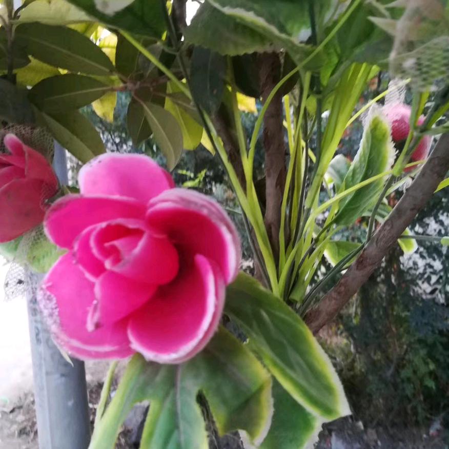 🌺1702382138🌺，🌺高🌺