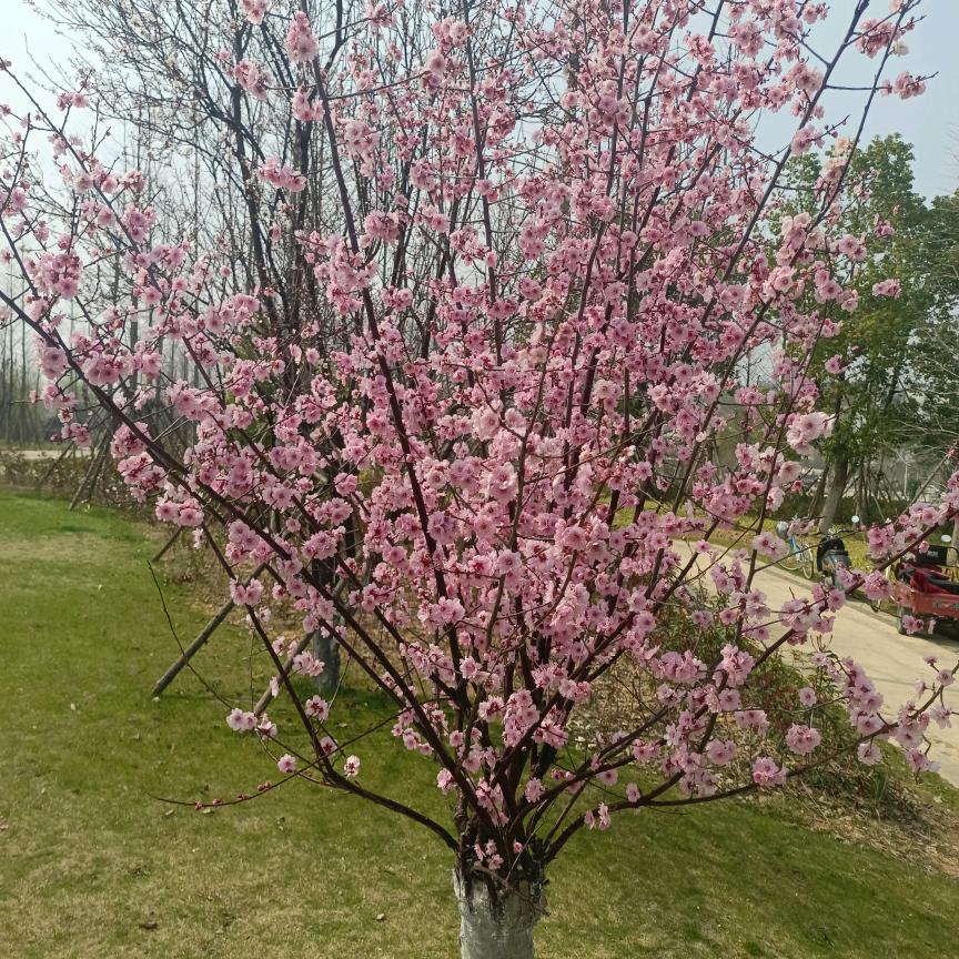 美丽
