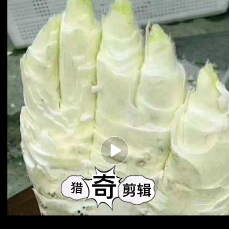 猎奇废品回收宏哥（猎奇剪辑）