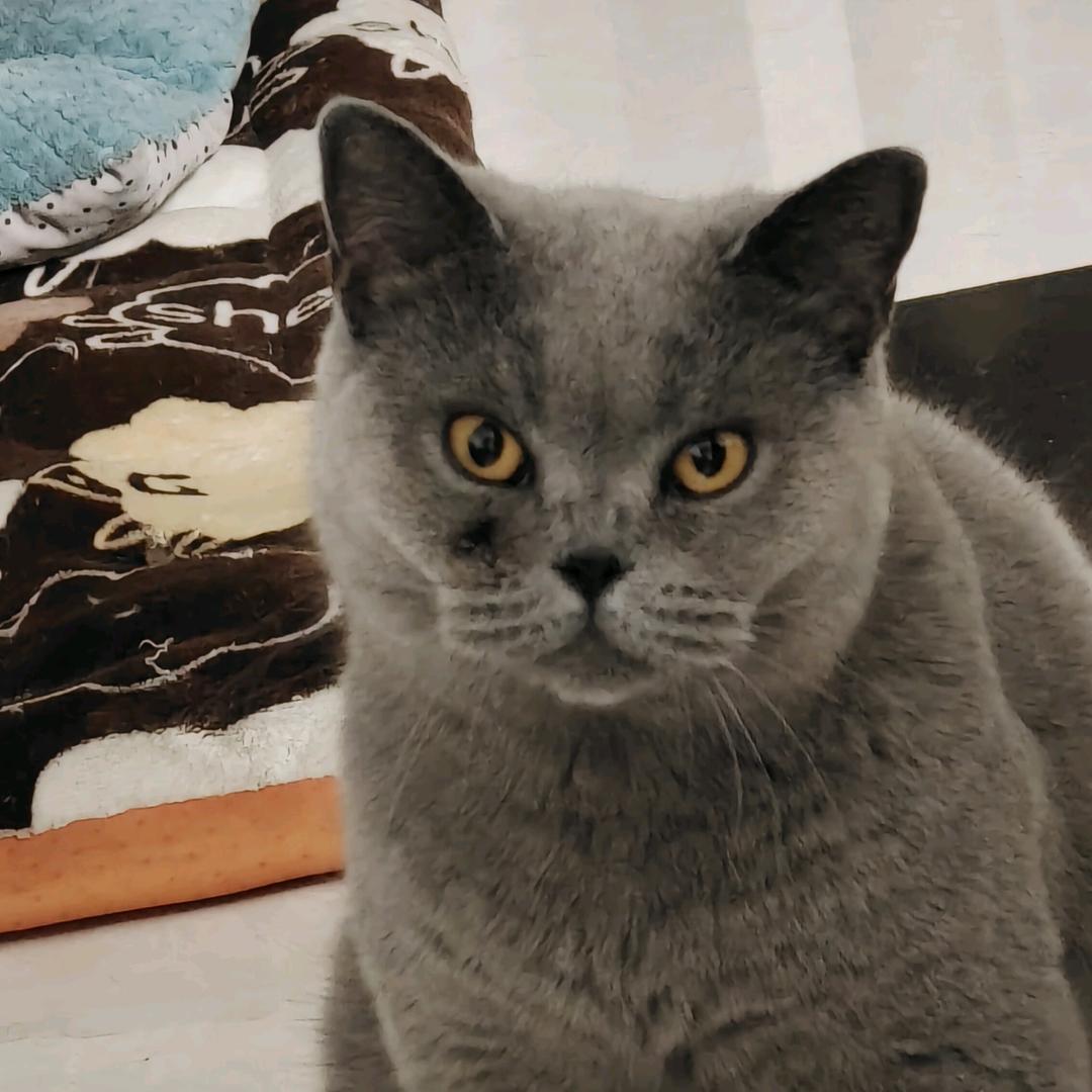 張小凡（海水鱼版）