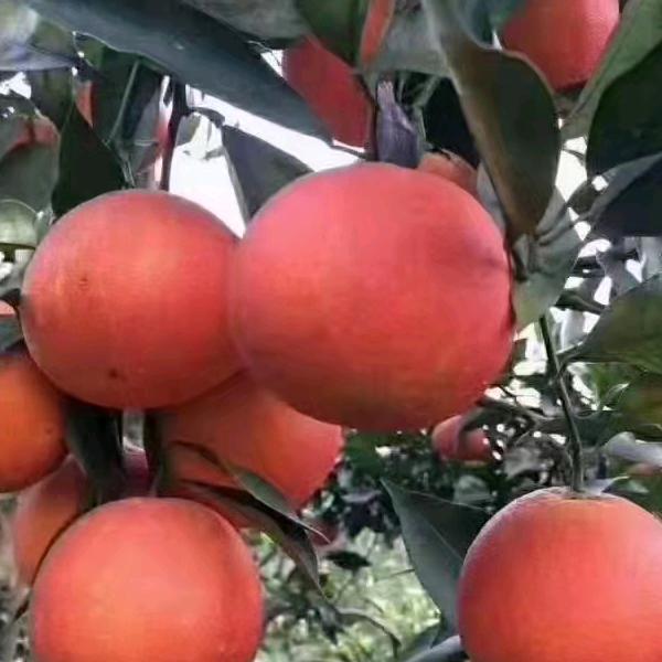 四川省荣县水果自然哥