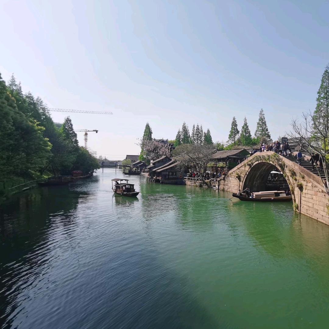 小白杨