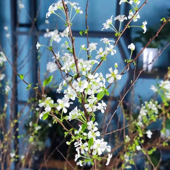 春晓花卉