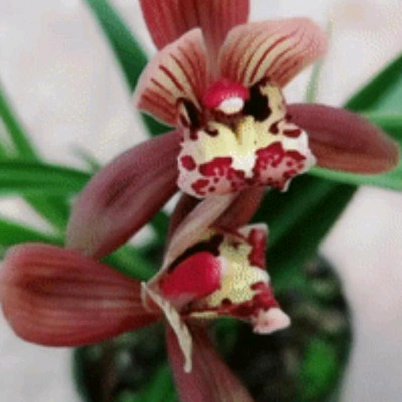 黄荆老林