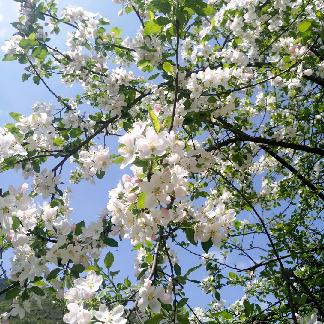 蝶恋花