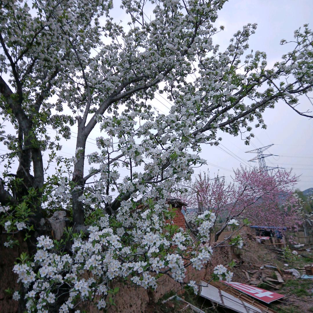 张老二（我的果园）