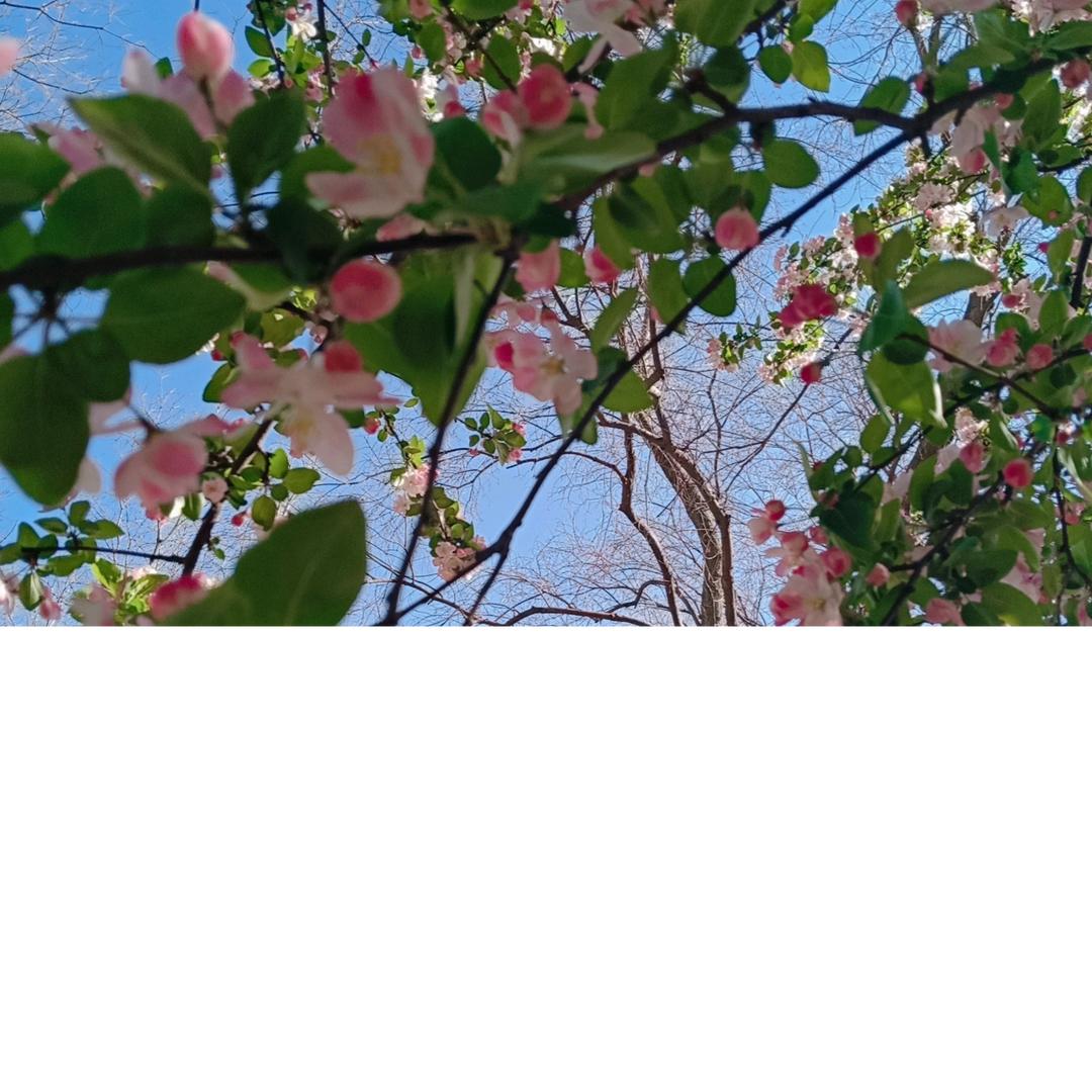 桃花朵开