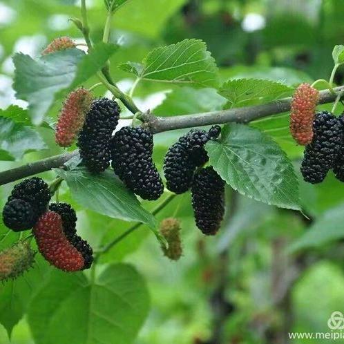 愿我的家人平平安安