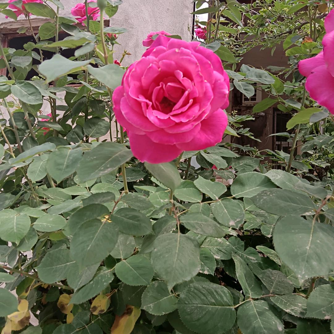 好一朵茉莉花开