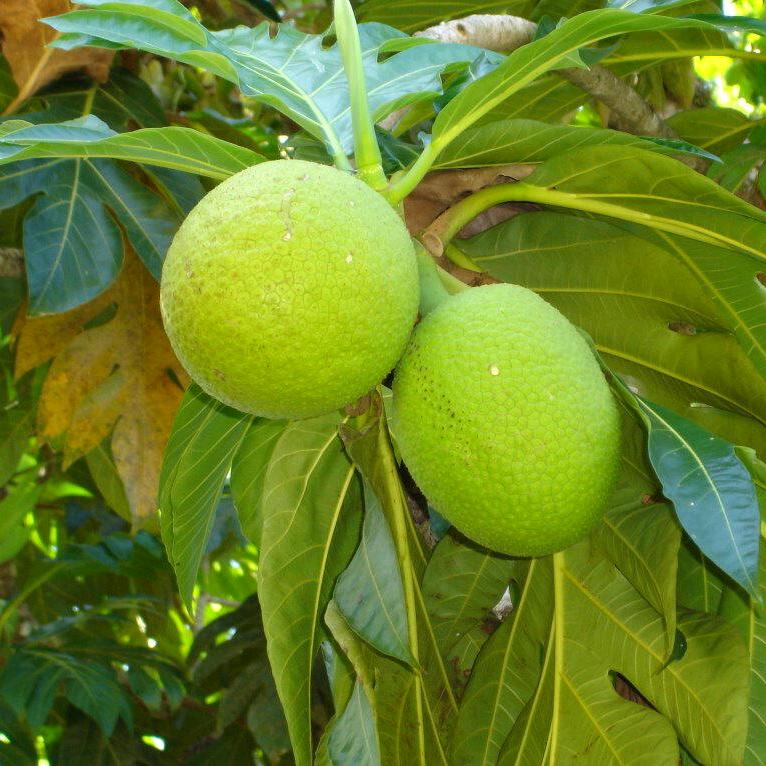 马克萨斯群岛的面包果食品