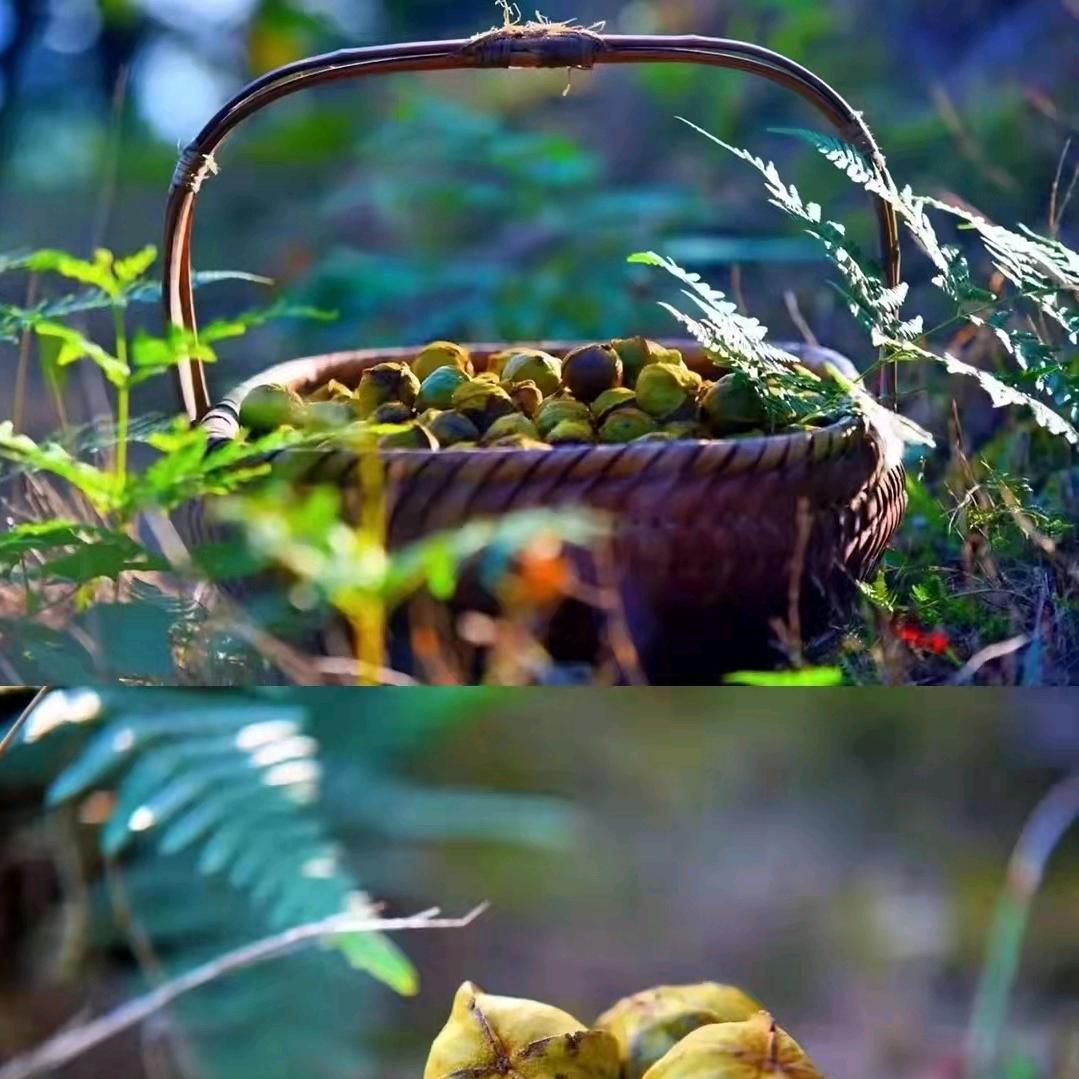 肉嘟嘟又不是胖