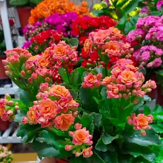 航航🌺🌺🍀🍀🌹🌹