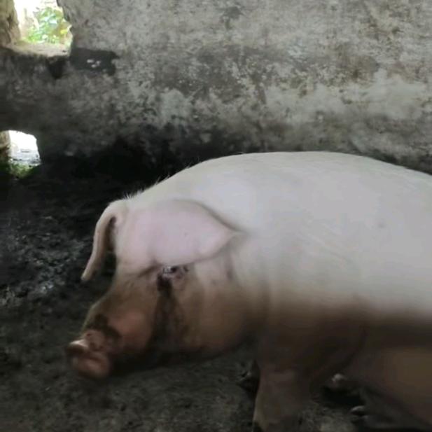 茅溪镇