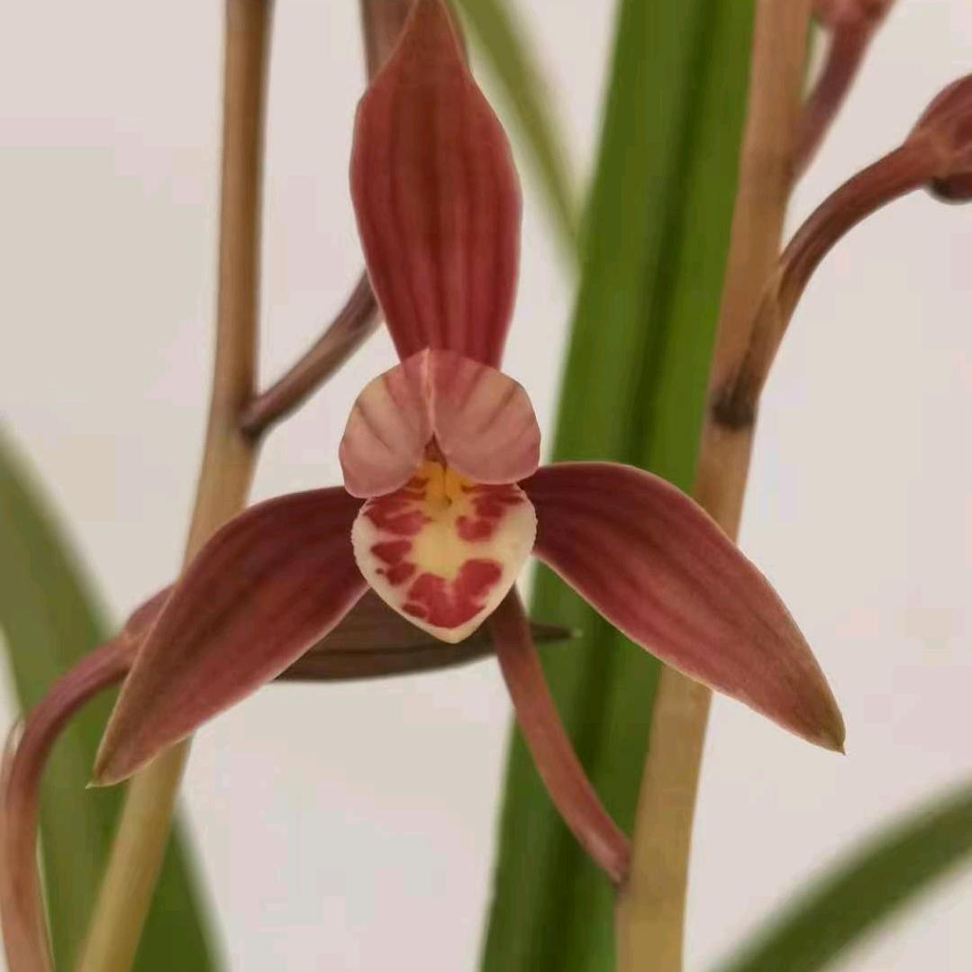 恒远花卉苗木