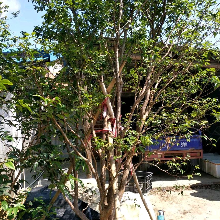 小文