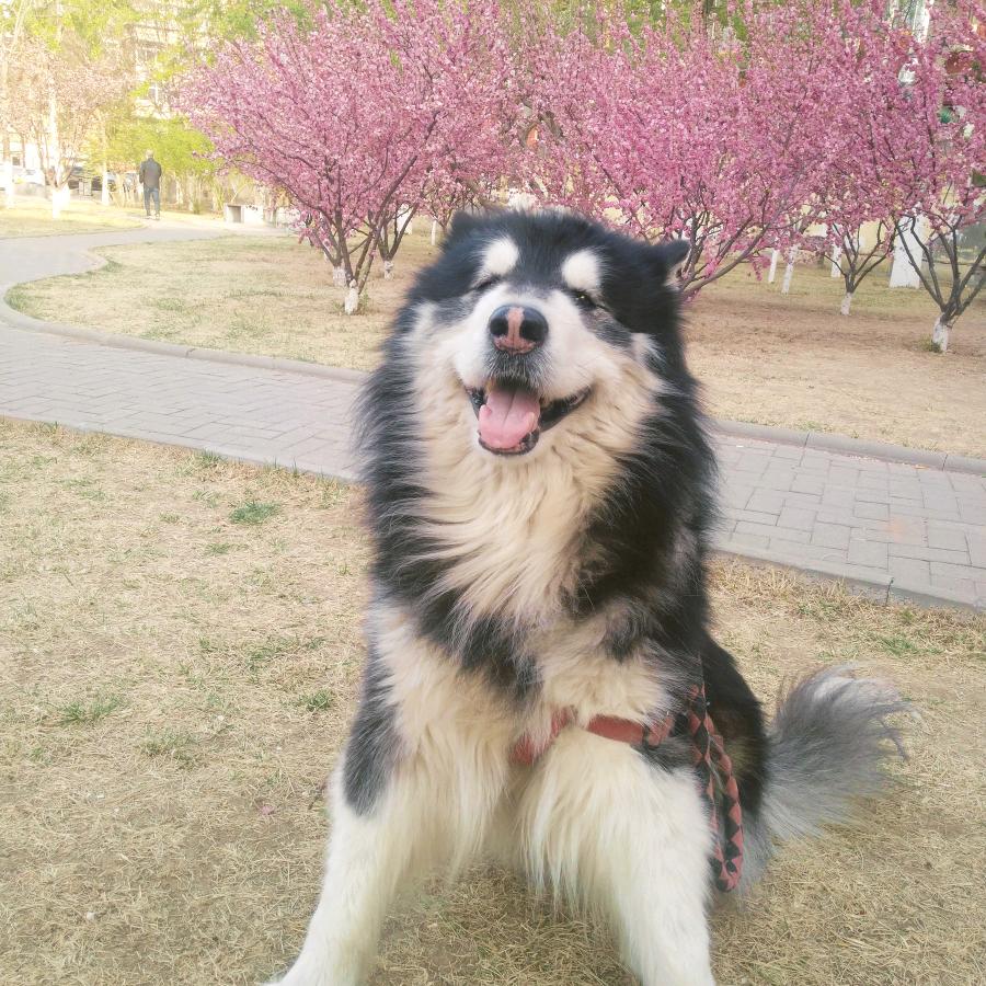 球球
