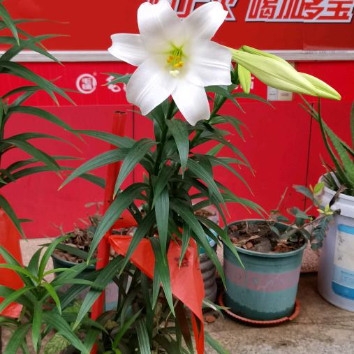 ✔️榆木脑袋💖