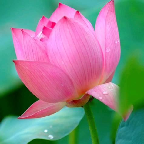 胡家芝