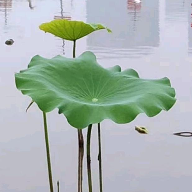 阳阳