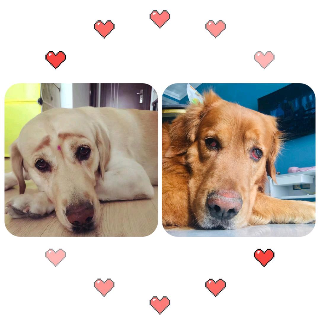 穷凶极恶大灰狼🐺