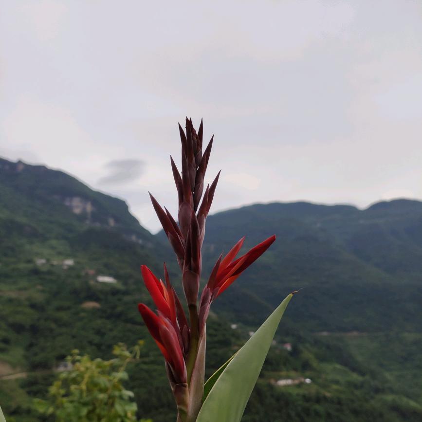 渝东🐺