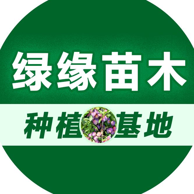 绿缘苗木