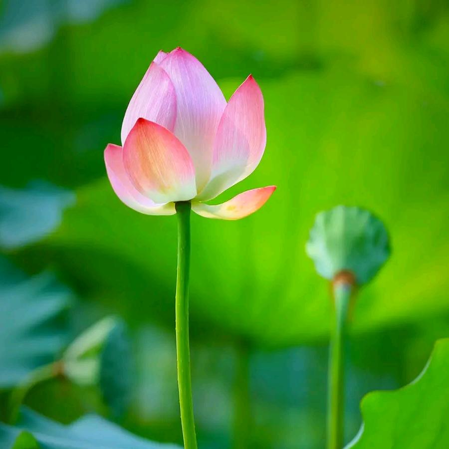 一帆风顺1