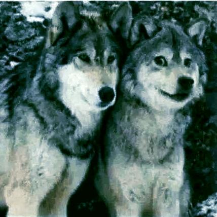 不过英语四级不改名