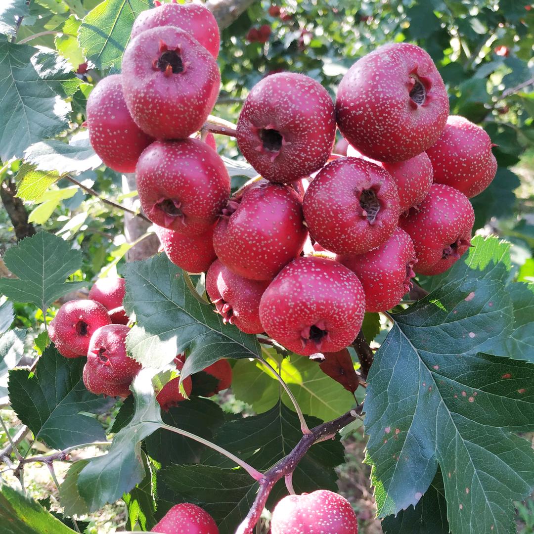 🇨🇳快乐一生🇨🇳🐀