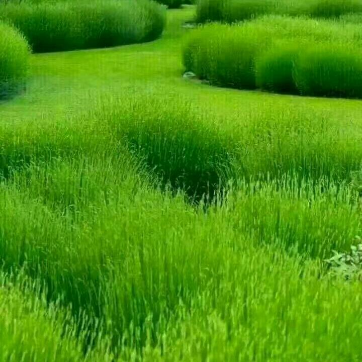 青青草