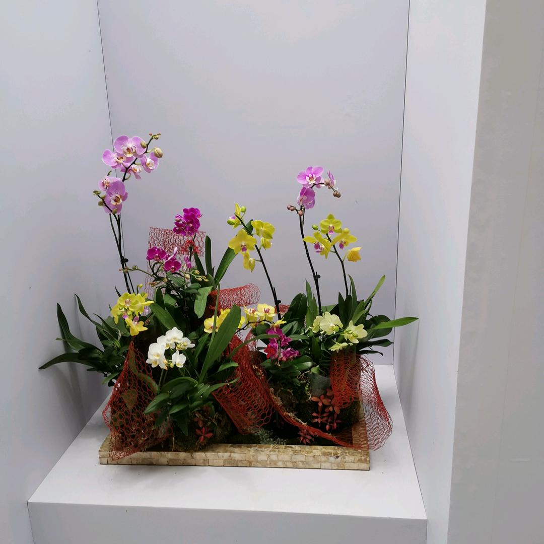 华丽丽