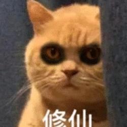 可爱打游戏的毛豆